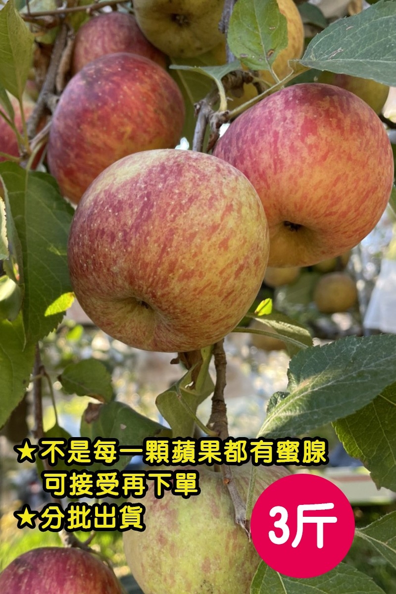 梨山蜜蘋果禮盒